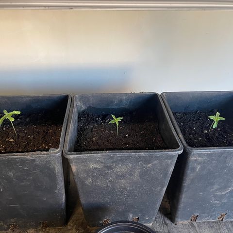 Gelato growlog timeline photo