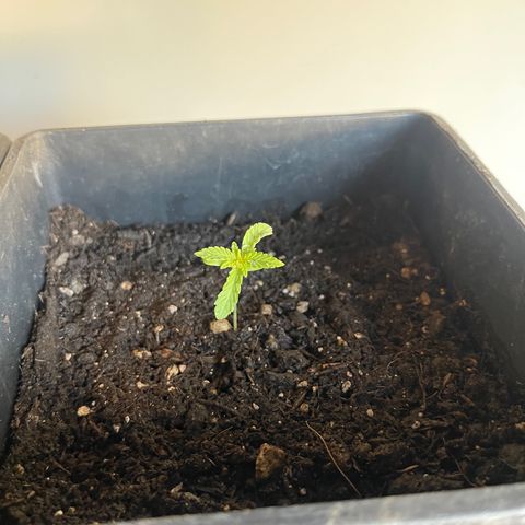 Gelato growlog timeline photo
