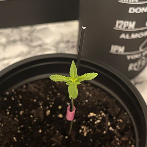 Gelato growlog timeline photo
