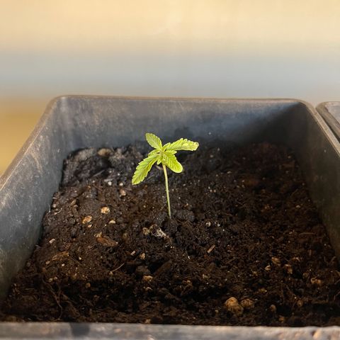 Gelato growlog timeline photo