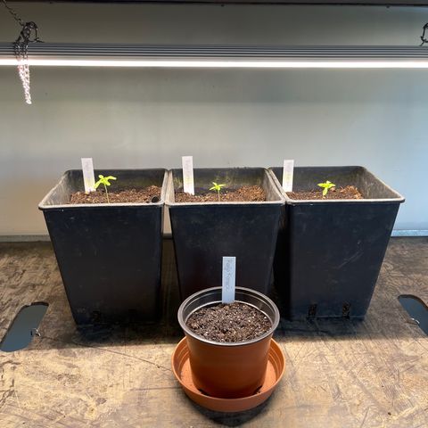 Gelato growlog timeline photo