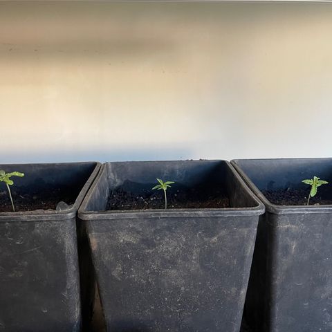 Gelato growlog timeline photo