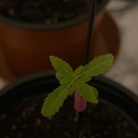 Gelato growlog timeline photo