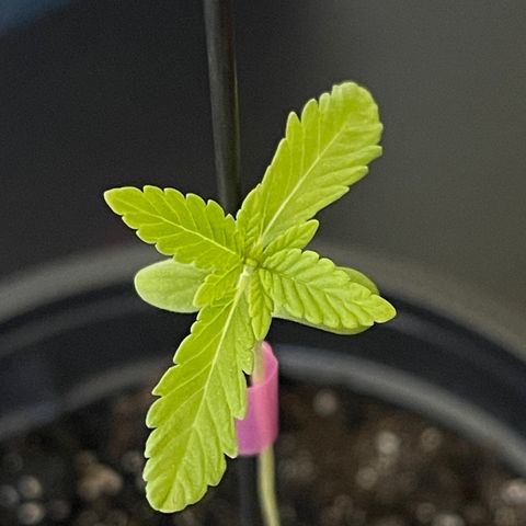 Gelato growlog timeline photo