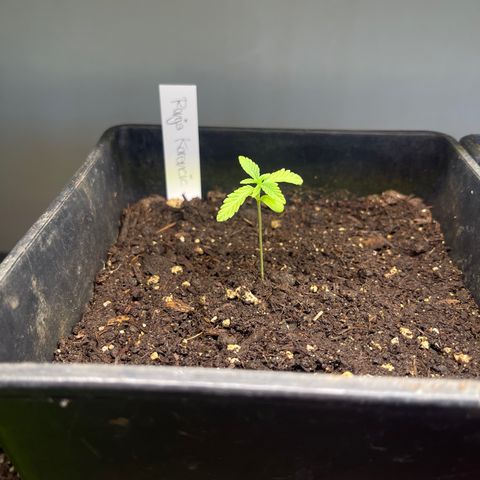 Gelato growlog timeline photo