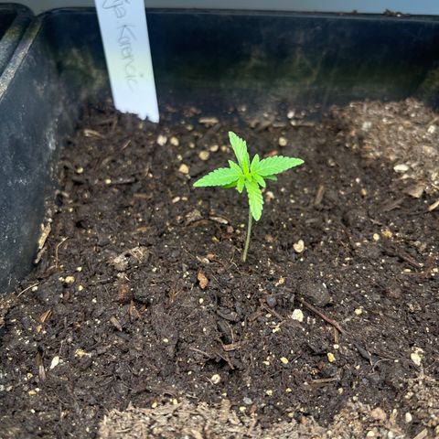 Gelato growlog timeline photo
