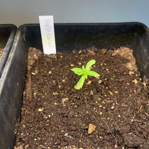 Gelato growlog timeline photo