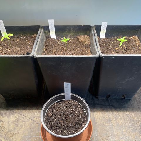 Gelato growlog timeline photo