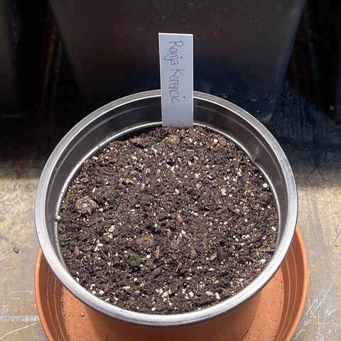 Hanf growlog timeline photo