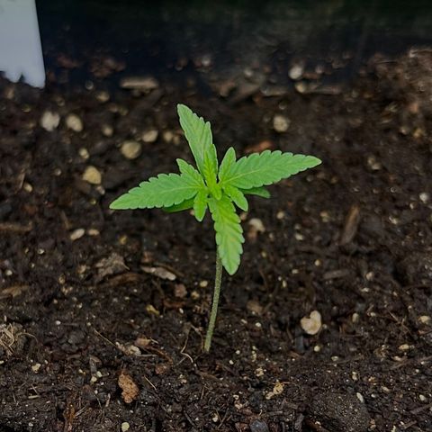 Gelato growlog timeline photo