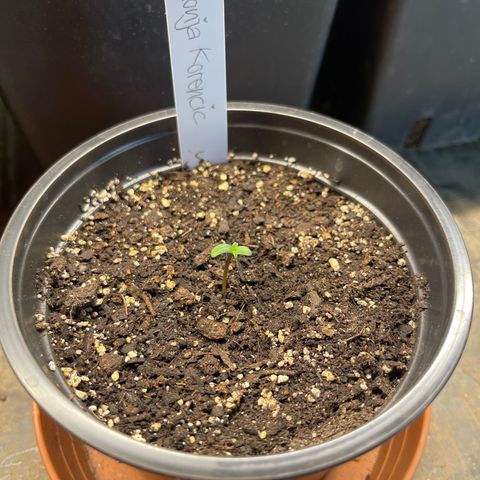 Hanf growlog timeline photo