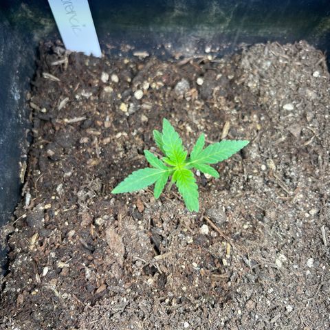 Gelato growlog timeline photo