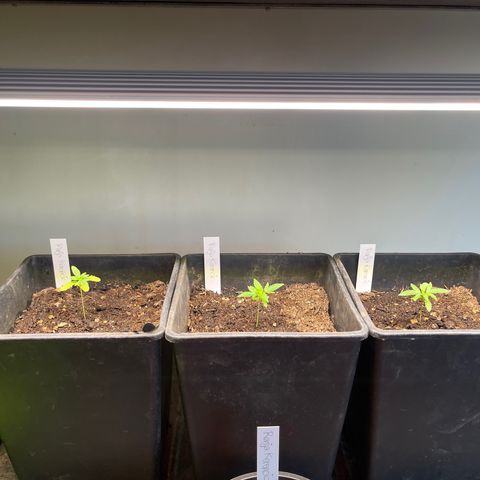 Gelato growlog timeline photo