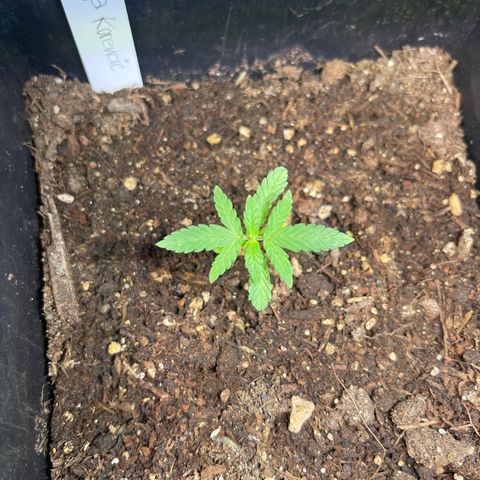 Gelato growlog timeline photo