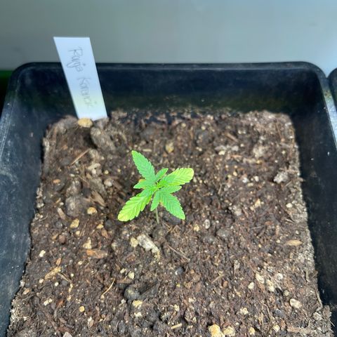 Gelato growlog timeline photo