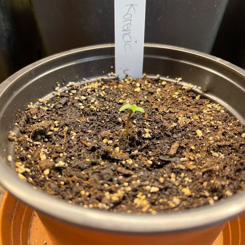 Hanf growlog timeline photo