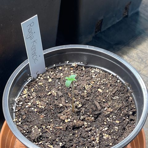 Hanf growlog timeline photo