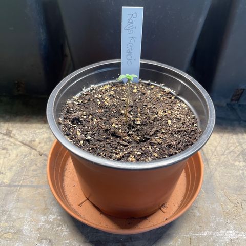 Hanf growlog timeline photo