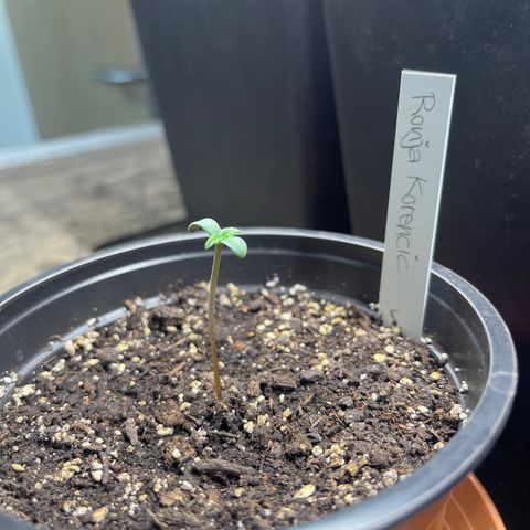 Hanf growlog timeline photo