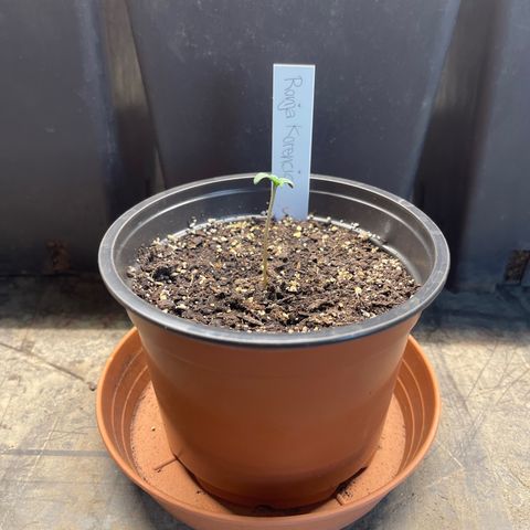 Hanf growlog timeline photo