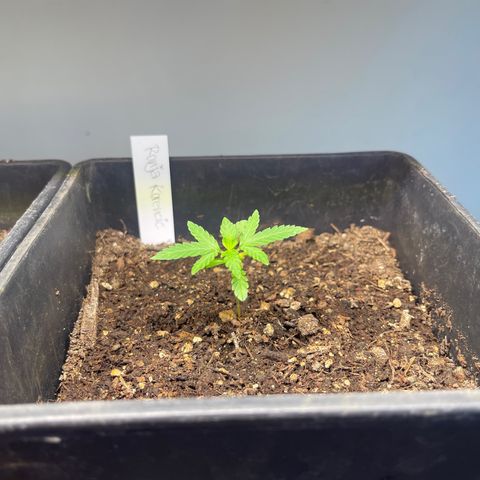 Gelato growlog timeline photo