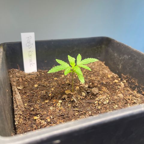 Gelato growlog timeline photo