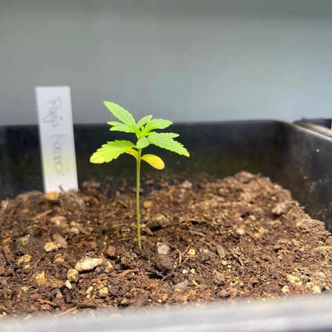 Gelato growlog timeline photo