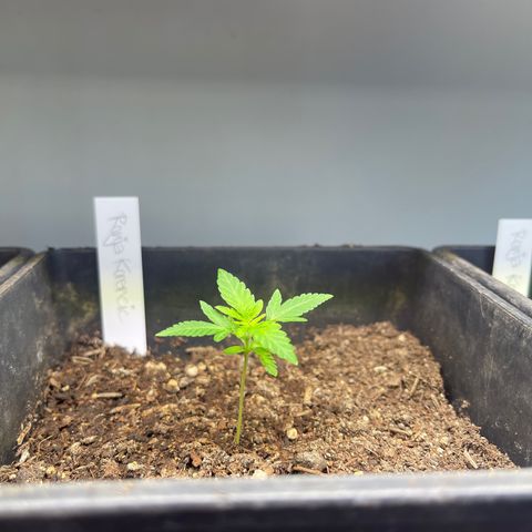 Gelato growlog timeline photo