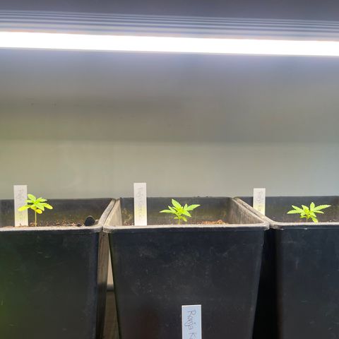 Gelato growlog timeline photo