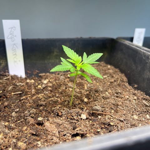 Gelato growlog timeline photo