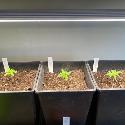 Gelato growlog timeline photo