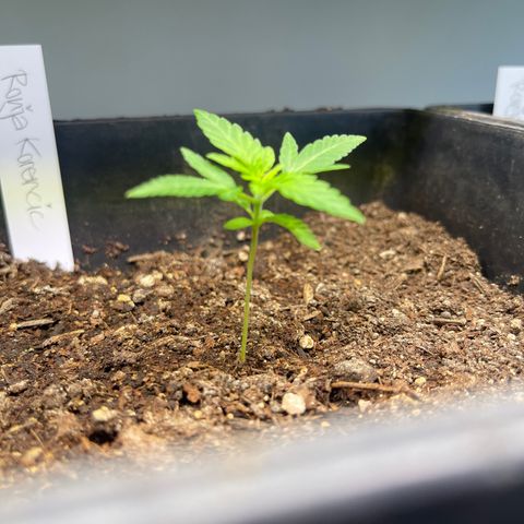 Gelato growlog timeline photo
