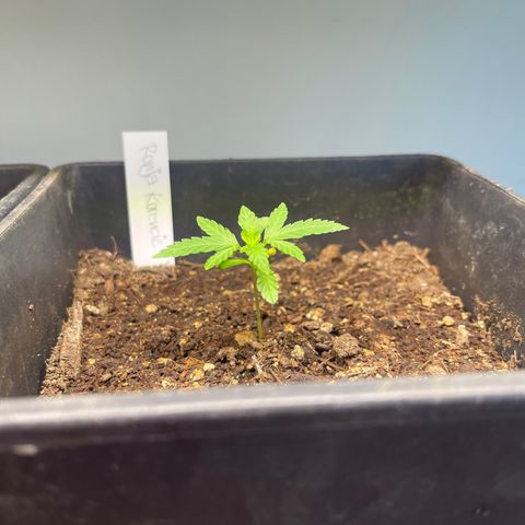 Gelato growlog timeline photo