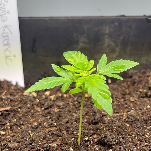 Gelato growlog timeline photo