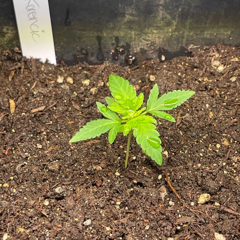 Gelato growlog timeline photo