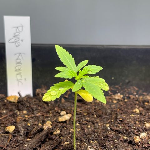 Gelato growlog timeline photo