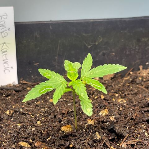 Gelato growlog timeline photo