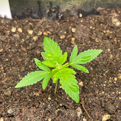 Gelato growlog timeline photo