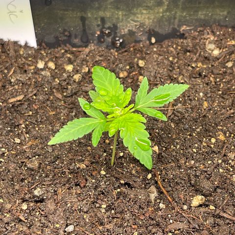 Gelato growlog timeline photo