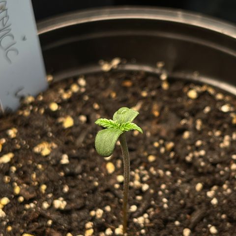 Hanf growlog timeline photo