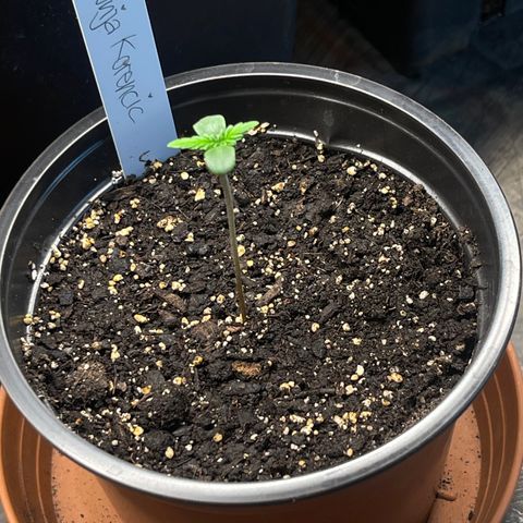 Hanf growlog timeline photo