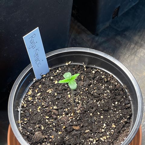Hanf growlog timeline photo