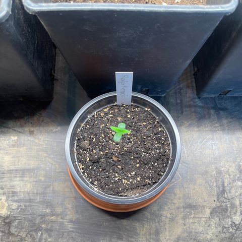 Hanf growlog timeline photo