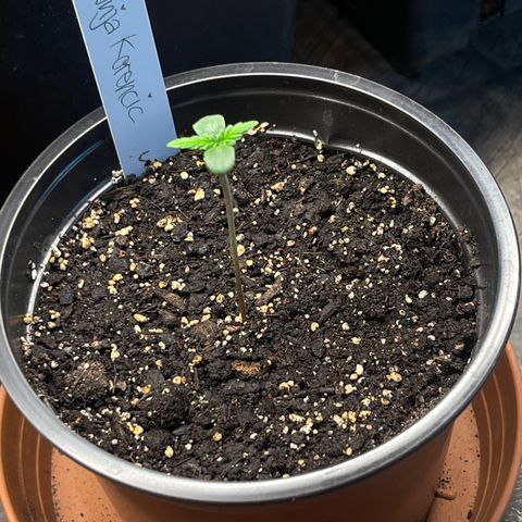 Hanf growlog timeline photo