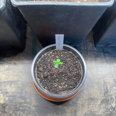 Hanf growlog timeline photo