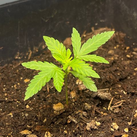 Gelato growlog timeline photo