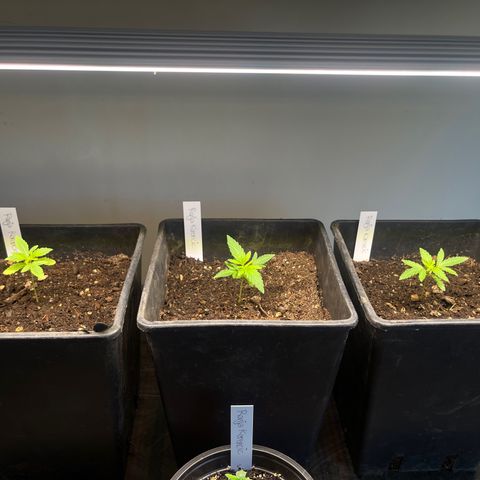 Gelato growlog timeline photo