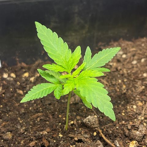 Gelato growlog timeline photo
