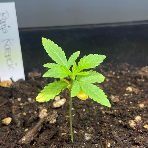 Gelato growlog timeline photo