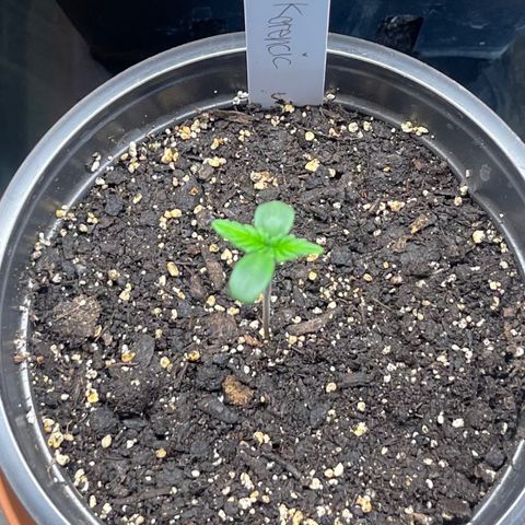 Hanf growlog timeline photo